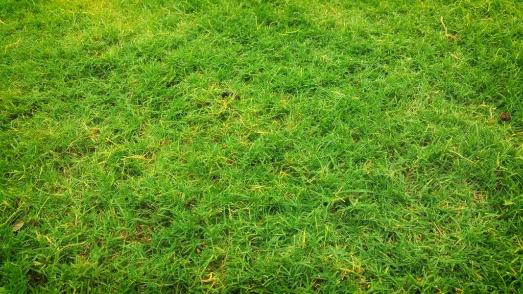Fake grass in Sydney
